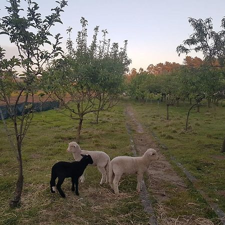 Quinta Da Lage Villa Barcelos Ngoại thất bức ảnh
