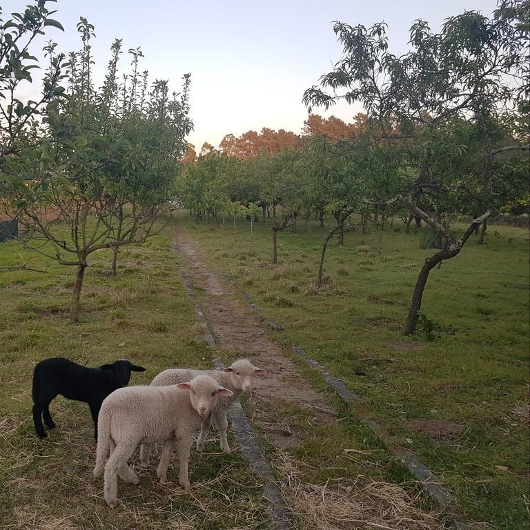 Quinta Da Lage Villa Barcelos Ngoại thất bức ảnh