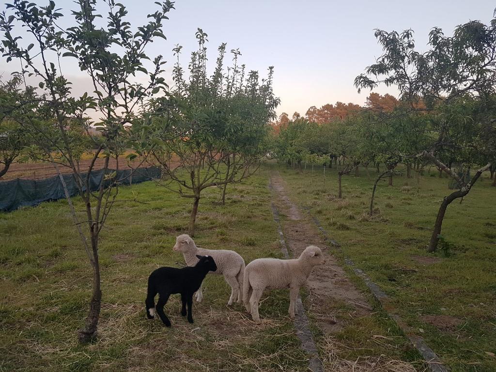 Quinta Da Lage Villa Barcelos Ngoại thất bức ảnh